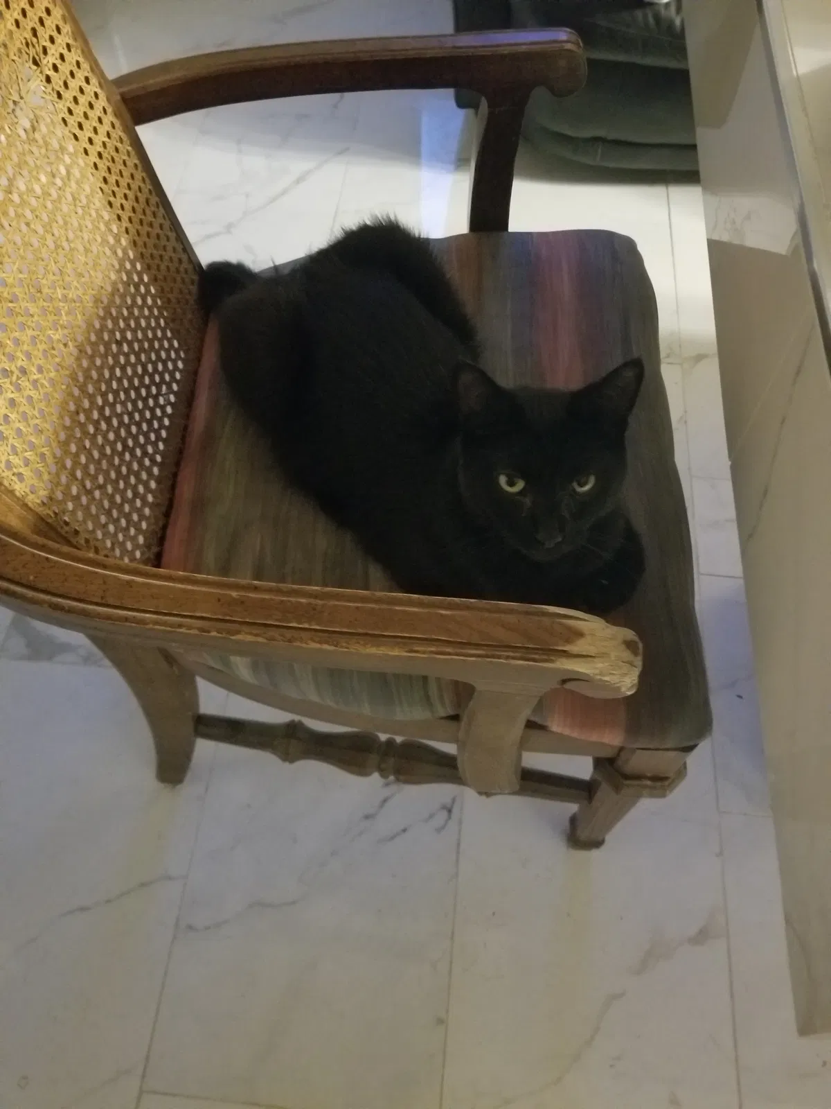 Lost cat in Scottsville, KY, 42164