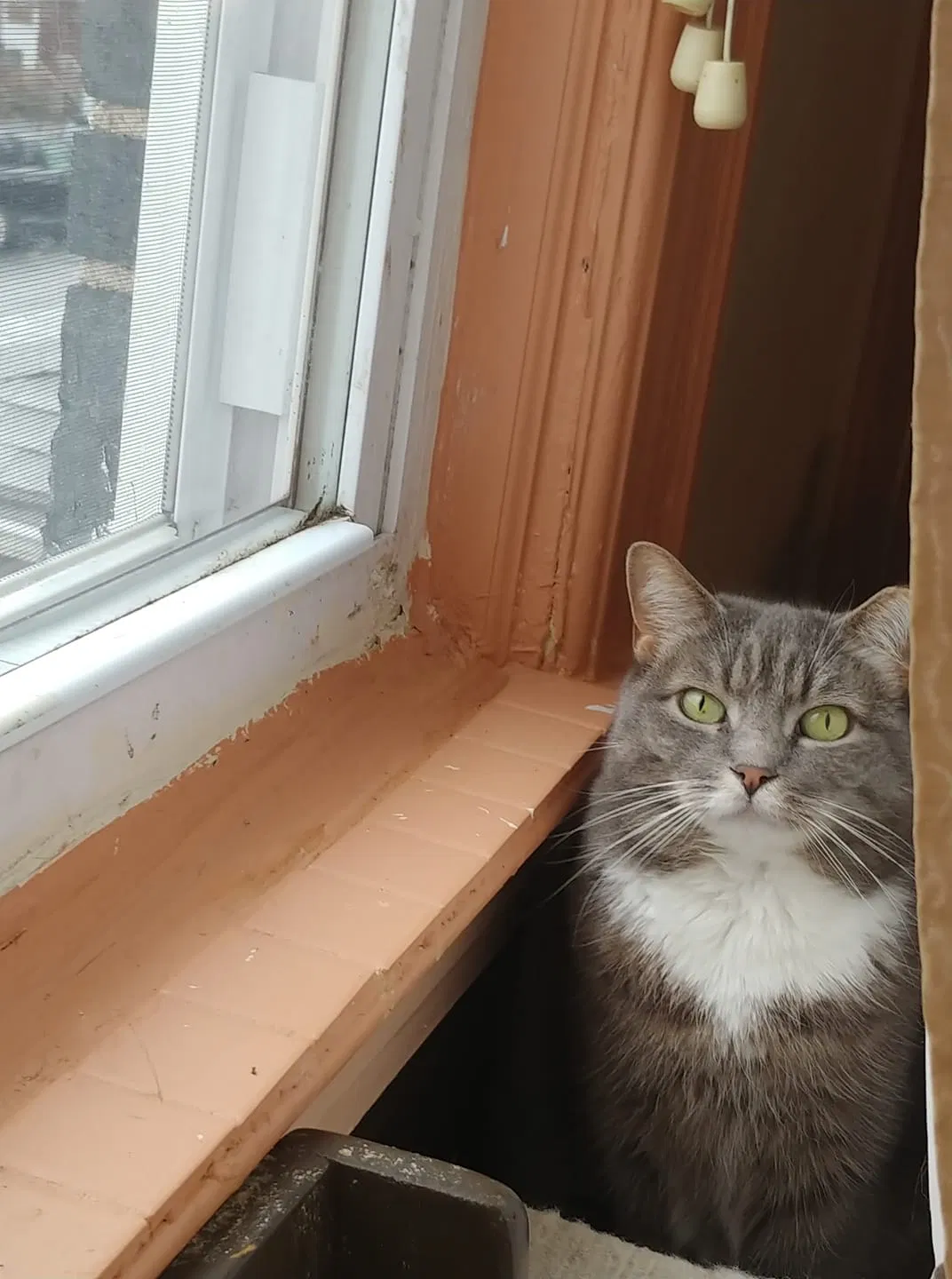 Lost cat in Niantic, CT, 6357