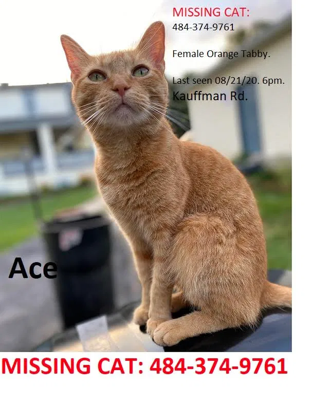 Lost cat in Pottstown, PA, 19464