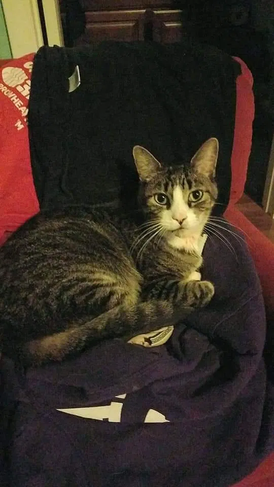 Lost cat in Maple Hill, KS, 66507