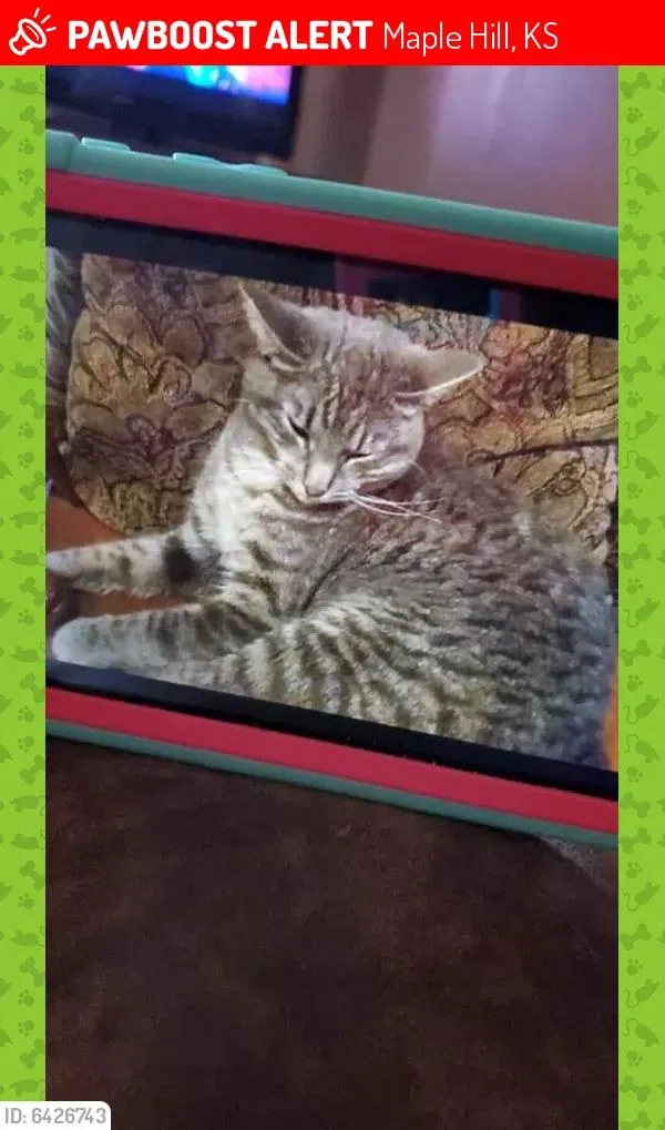 Lost cat in Maple Hill, KS, 66507