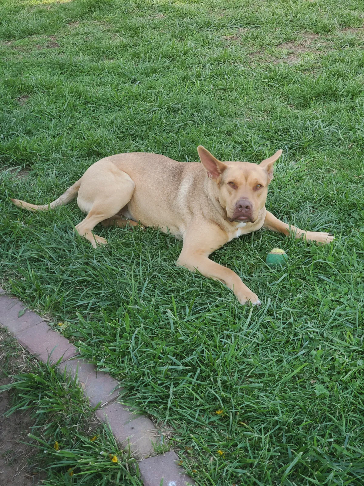 Lost dog in Topeka, KS, 66611