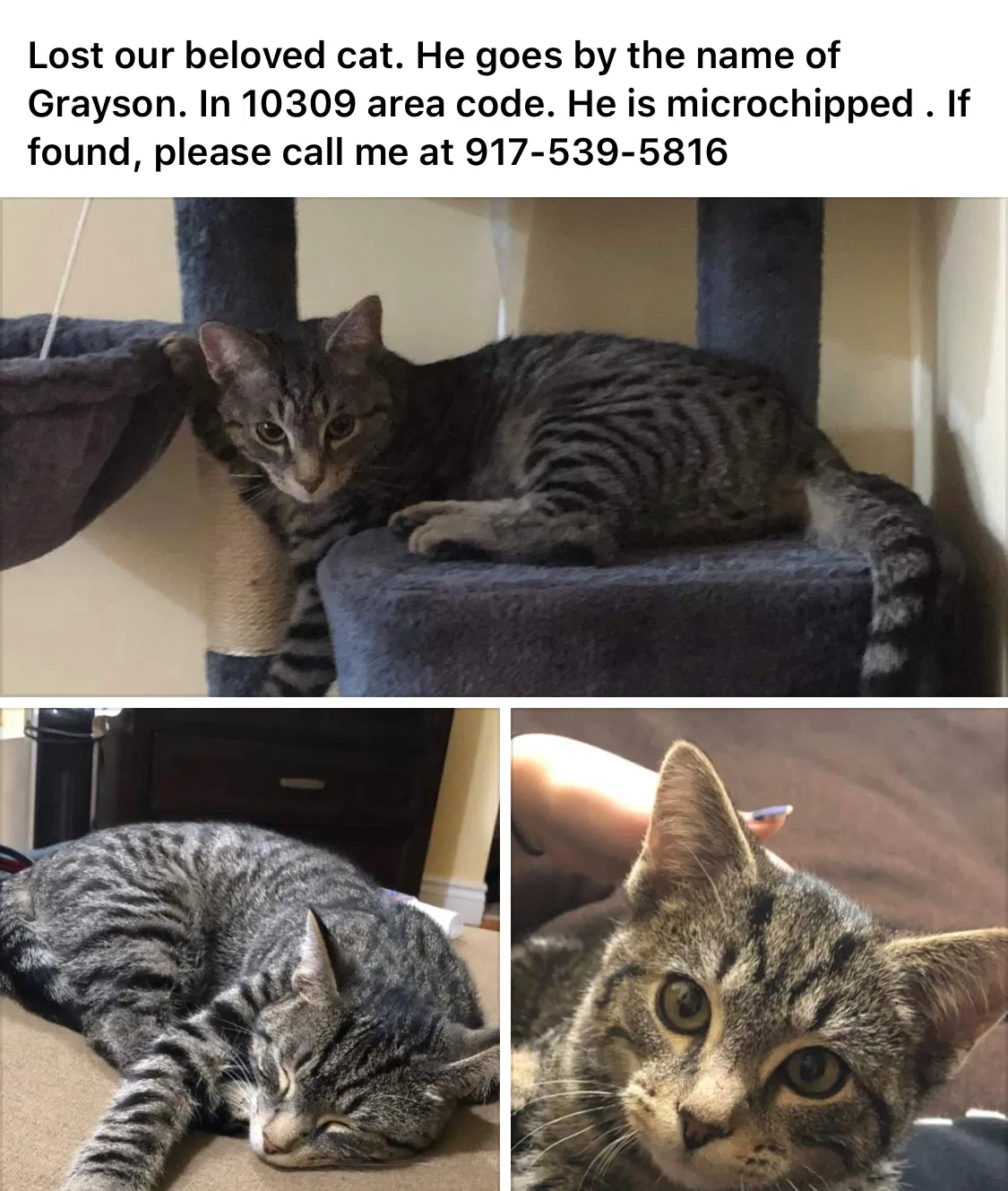 Lost cat in Staten Island, NY, 10309