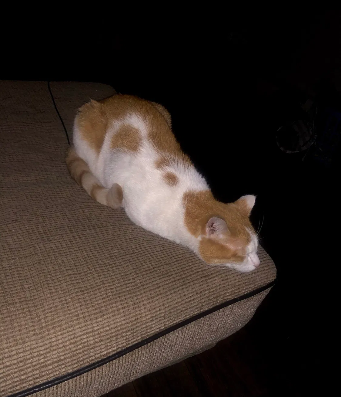 Lost cat in Columbus, OH, 43224