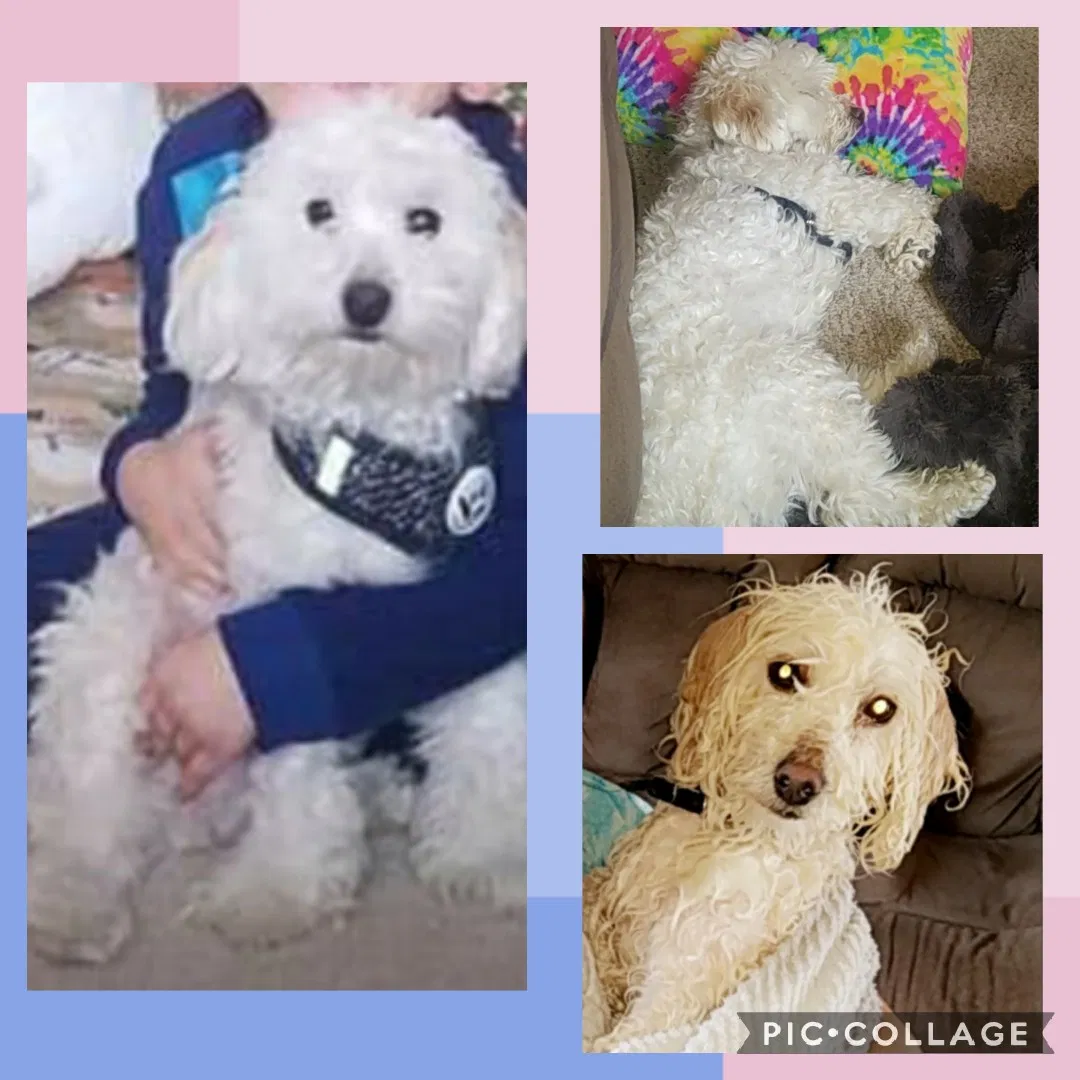 Lost dog in Saint James, MN, 56081