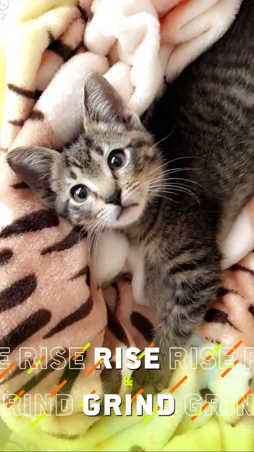 Lost cat in Joliet, IL, 60435