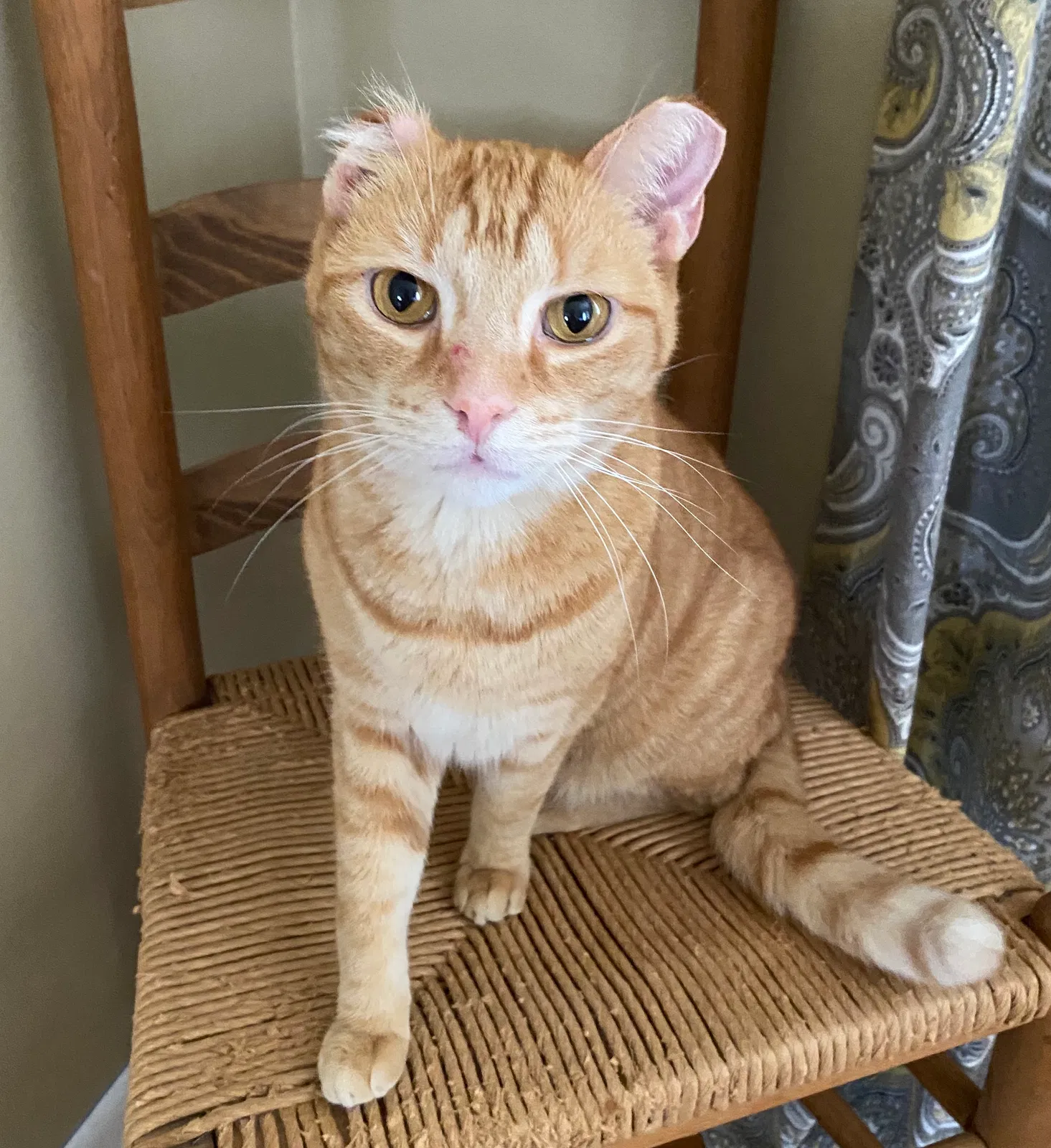 Lost cat in Columbus, OH, 43085