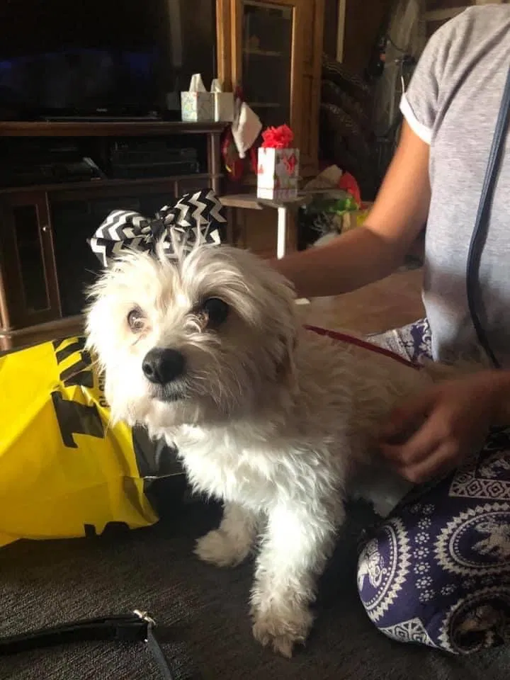 Lost dog in Arroyo Hondo, NM, 87513
