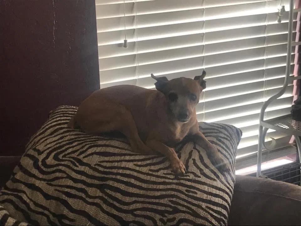 Lost dog in Tucson, AZ, 85713