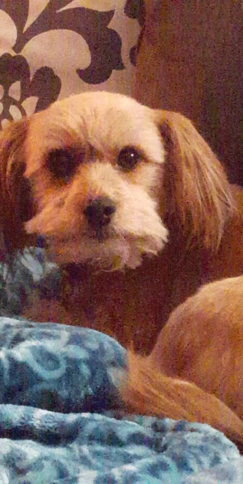 Lost dog in Marysville, WA, 98270