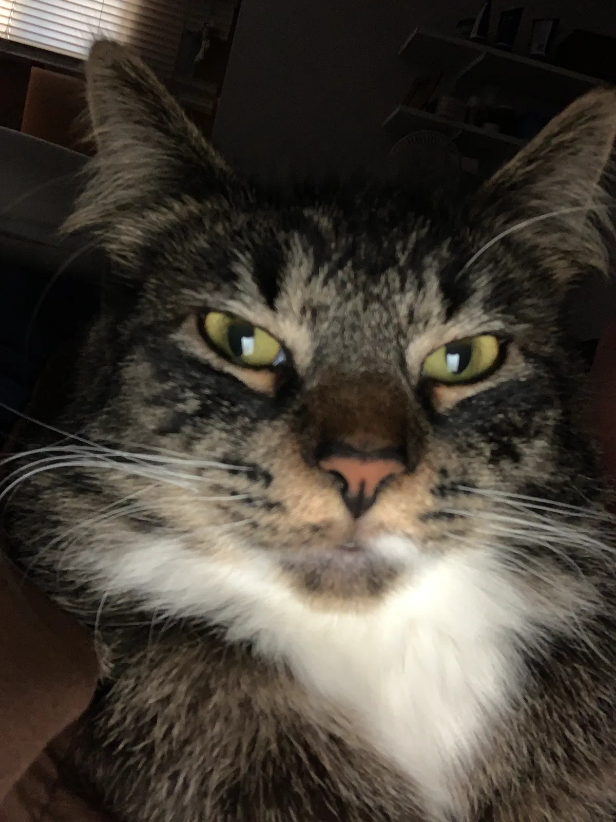 Lost cat in Yakima, WA, 98901