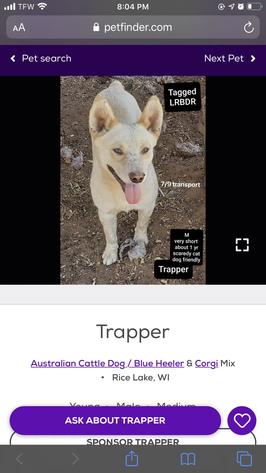 Lost dog in Minneapolis, MN, 55447
