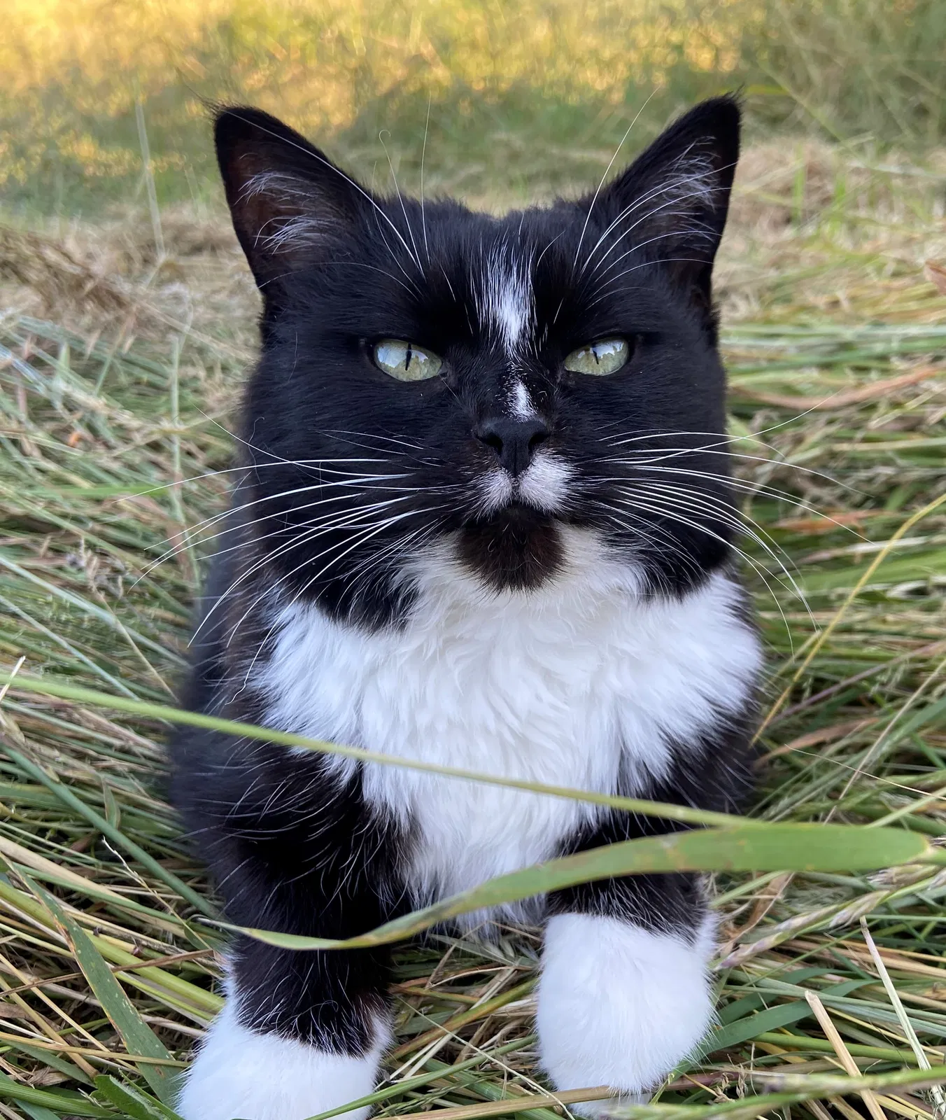 Lost cat in Salem, OR, 97306