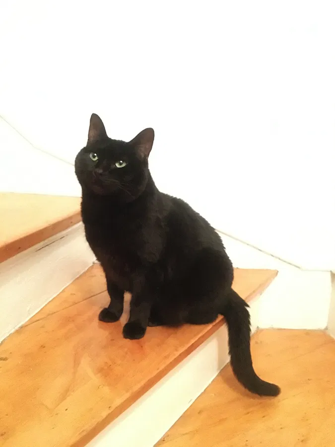 Lost cat in Chicago, IL, 60618