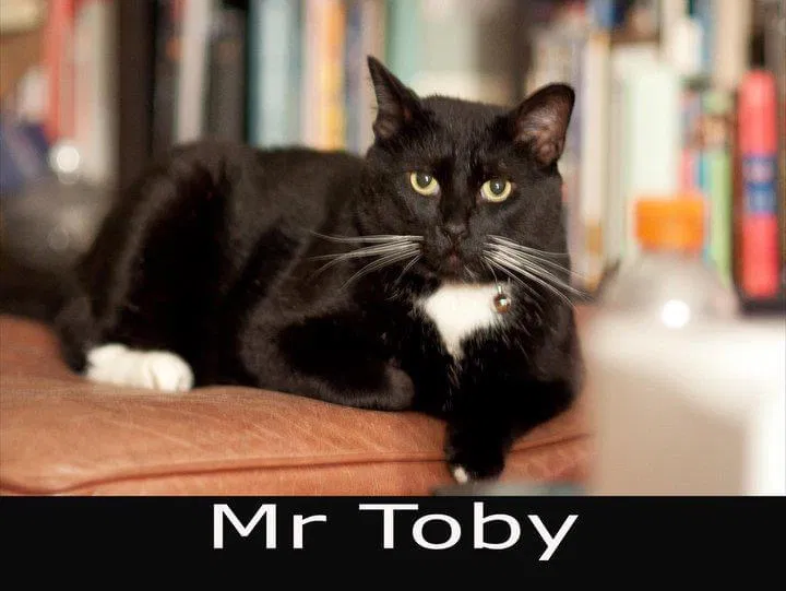 Lost cat in Burnsville, MN, 55337