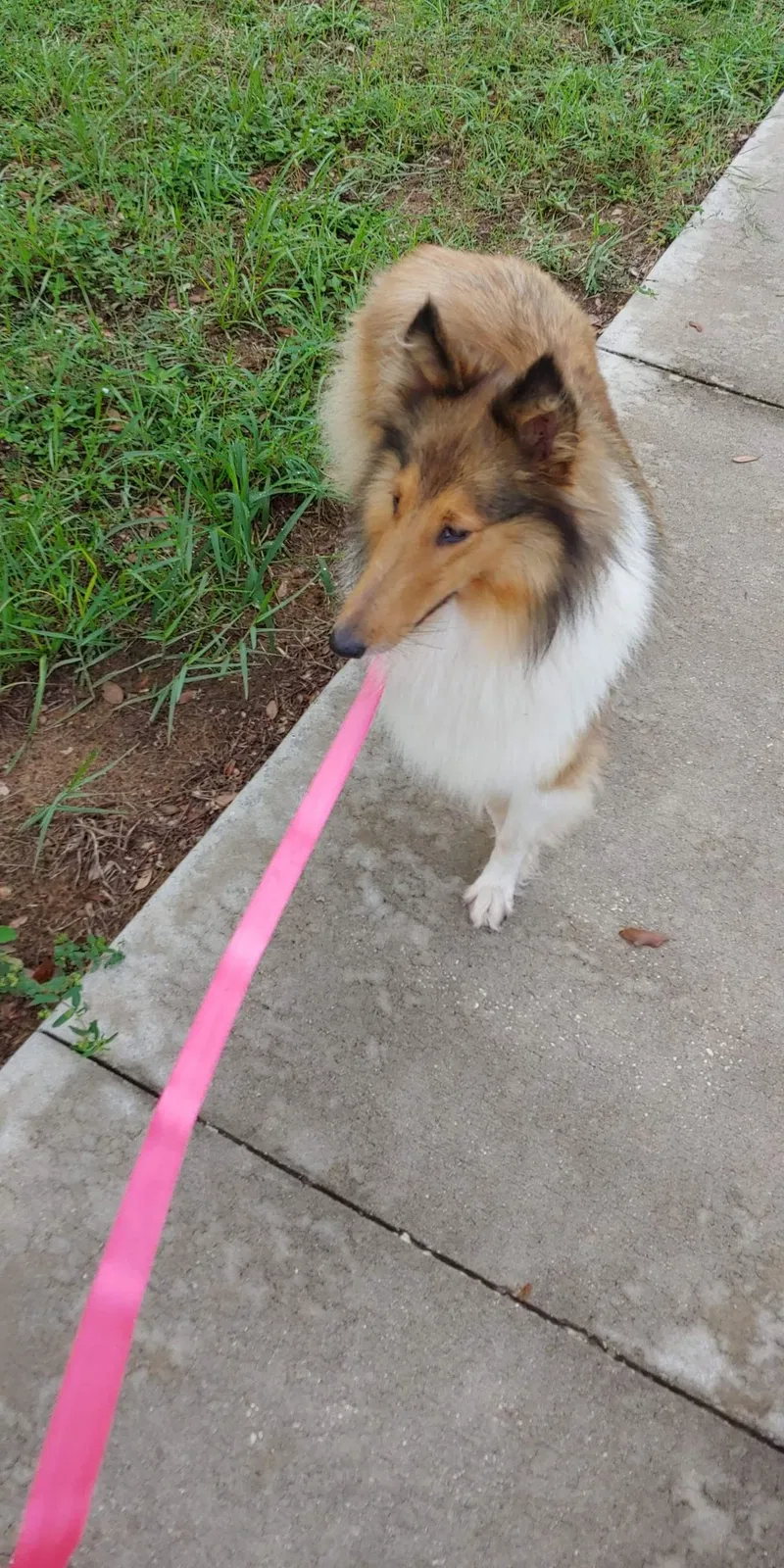 Lost dog in Unknown, FL, 32788
