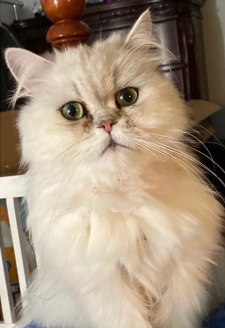 Lost cat in Lake Charles, LA, 70605