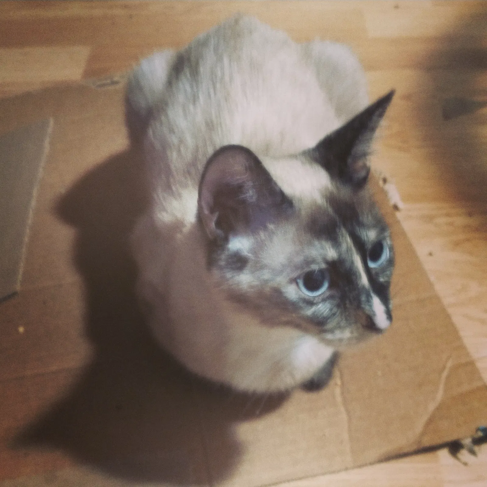 Lost cat in Palatine, IL, 60074
