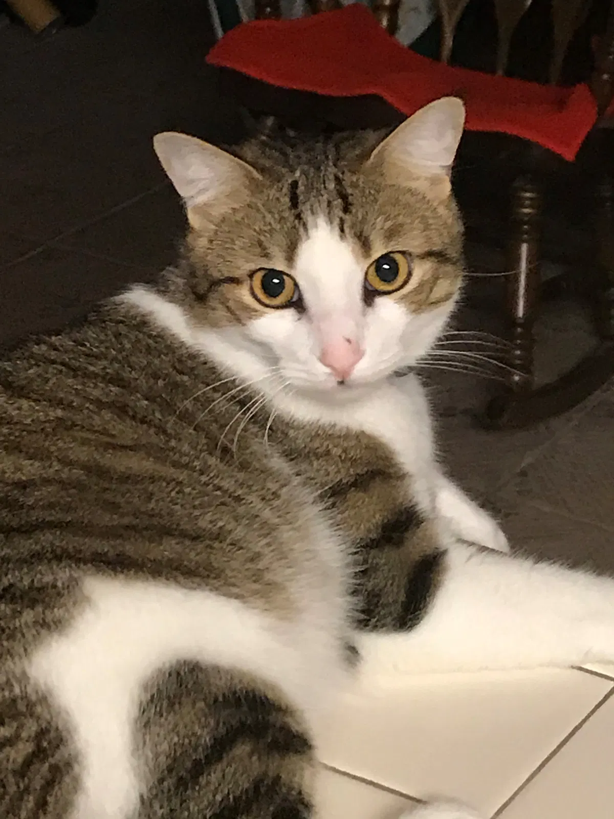 Lost cat in Lakeland, FL, 33813