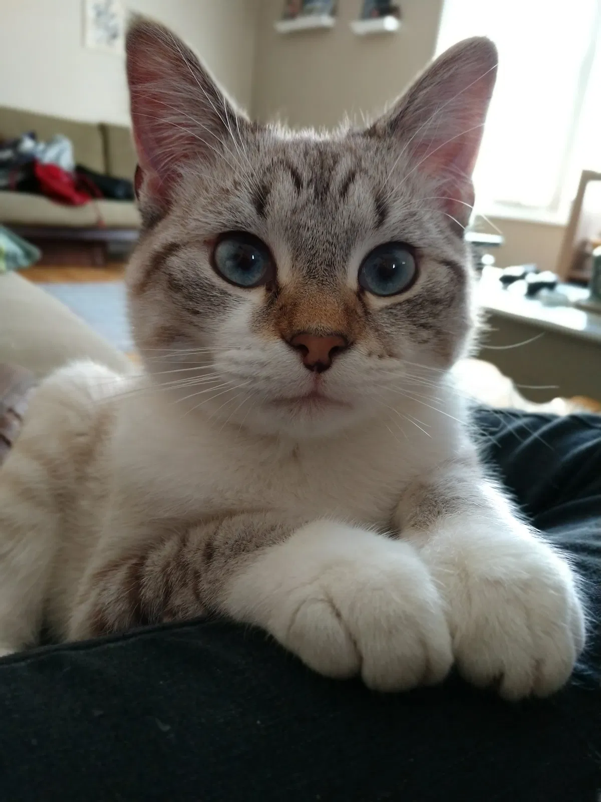 Lost cat in Dalton, GA, 30720