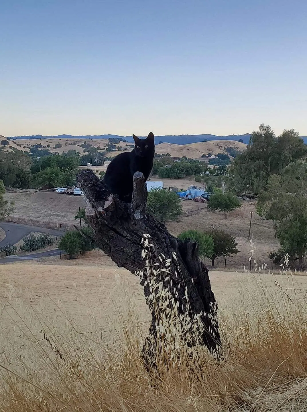 Lost cat in Vacaville, CA, 95688