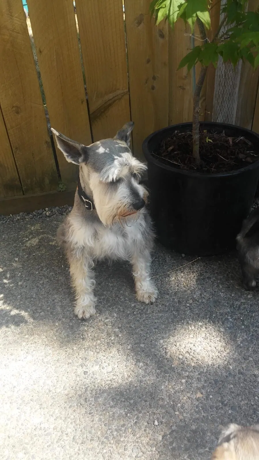 Lost dog in Auburn, WA, 98002