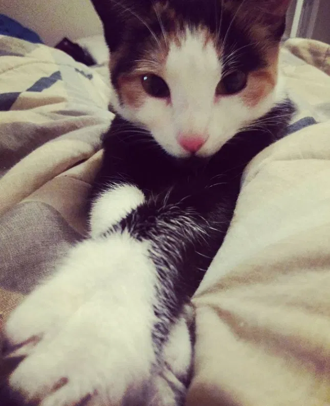 Lost cat in Perris, CA, 92570