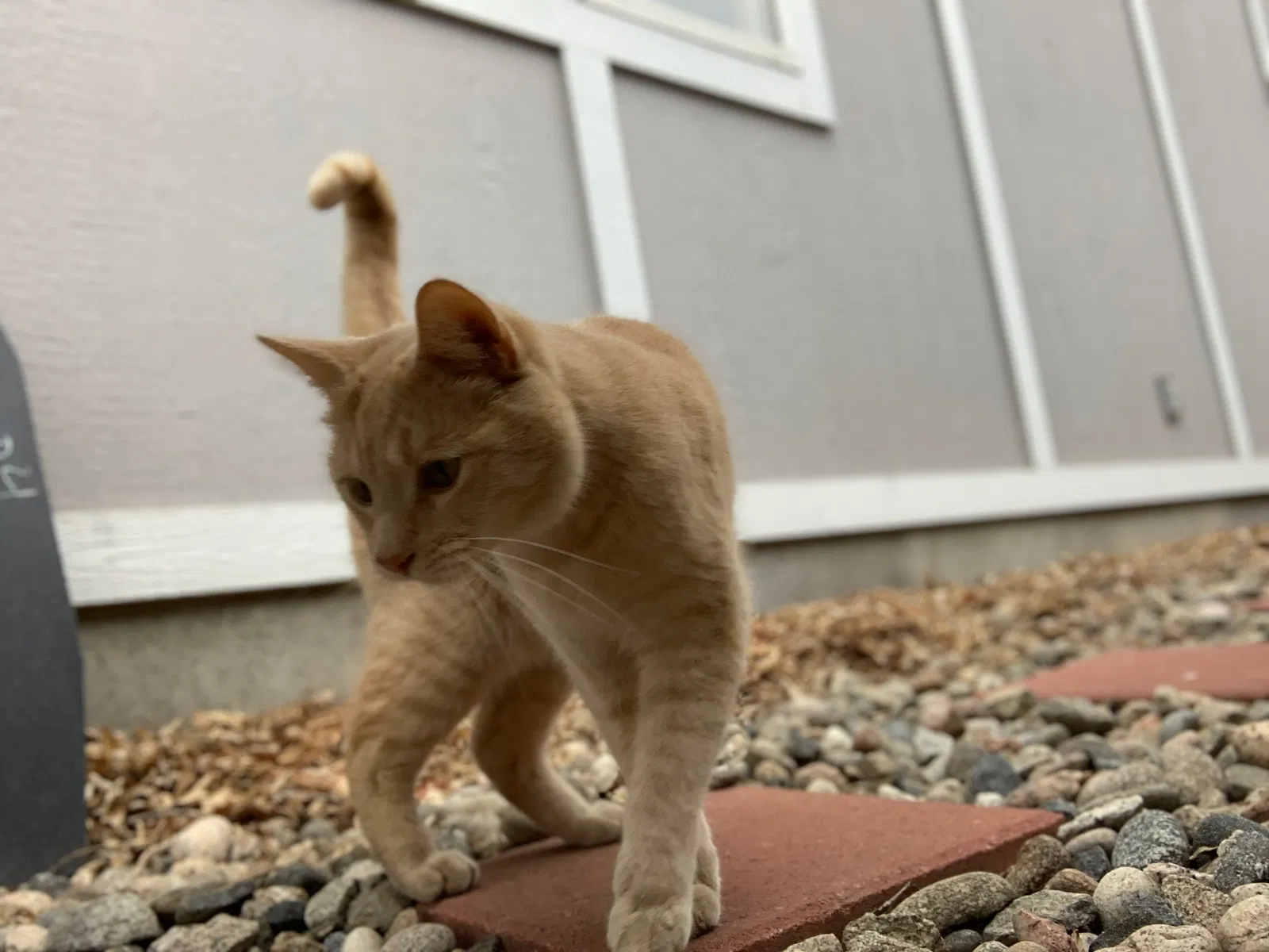 Lost cat in Broomfield, CO, 80020