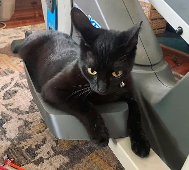 Lost cat in Columbia, SC, 29212