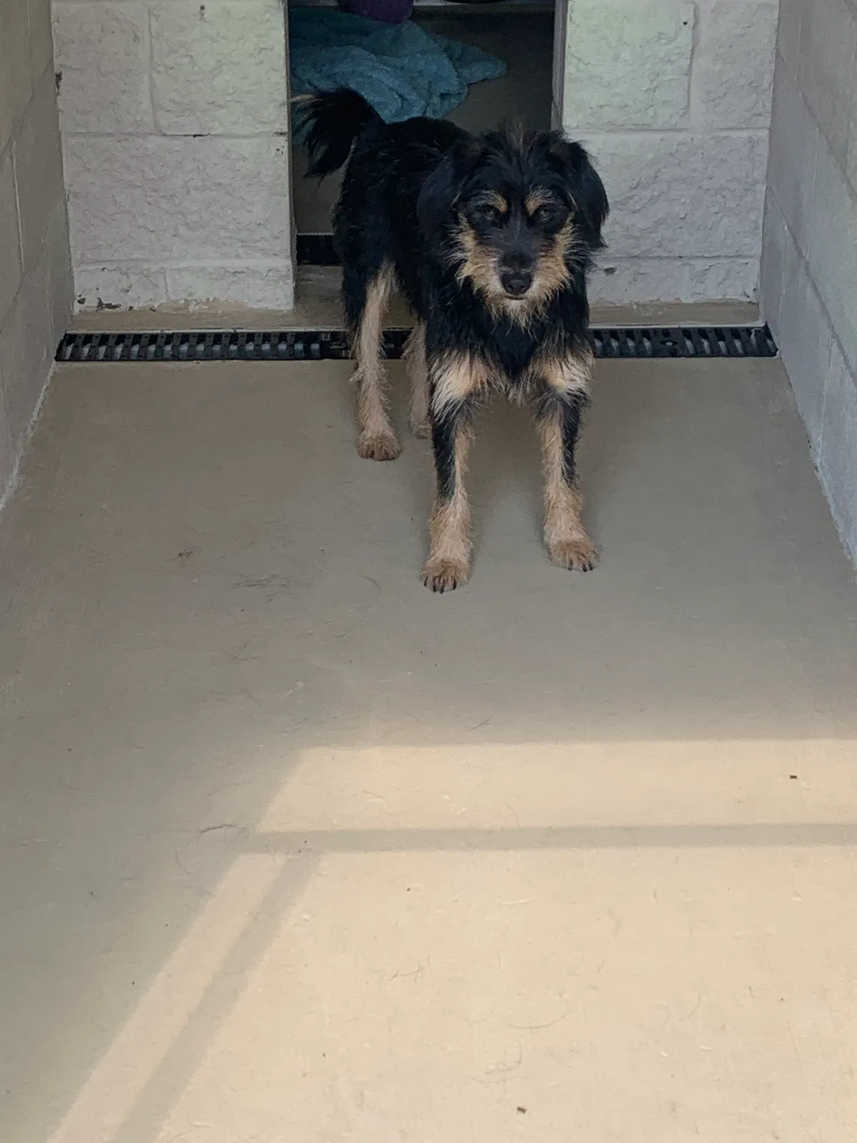 Lost dog in Nashville, TN, 37217