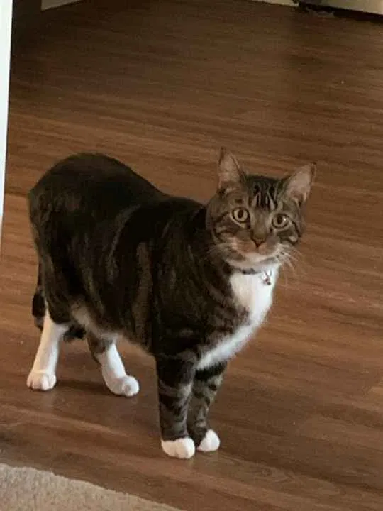 Lost cat in Westerville, OH, 43081