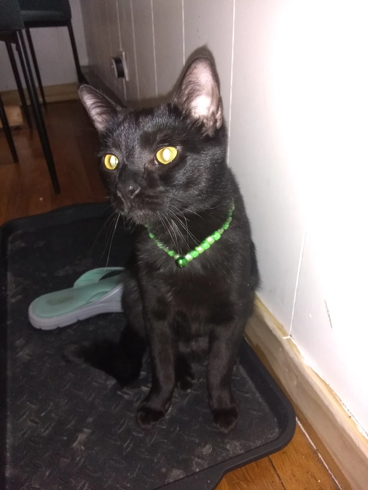 Lost cat in Berwyn, IL, 60402