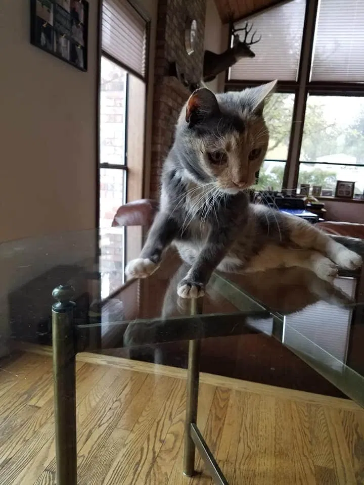 Lost cat in Estacada, OR, 97023