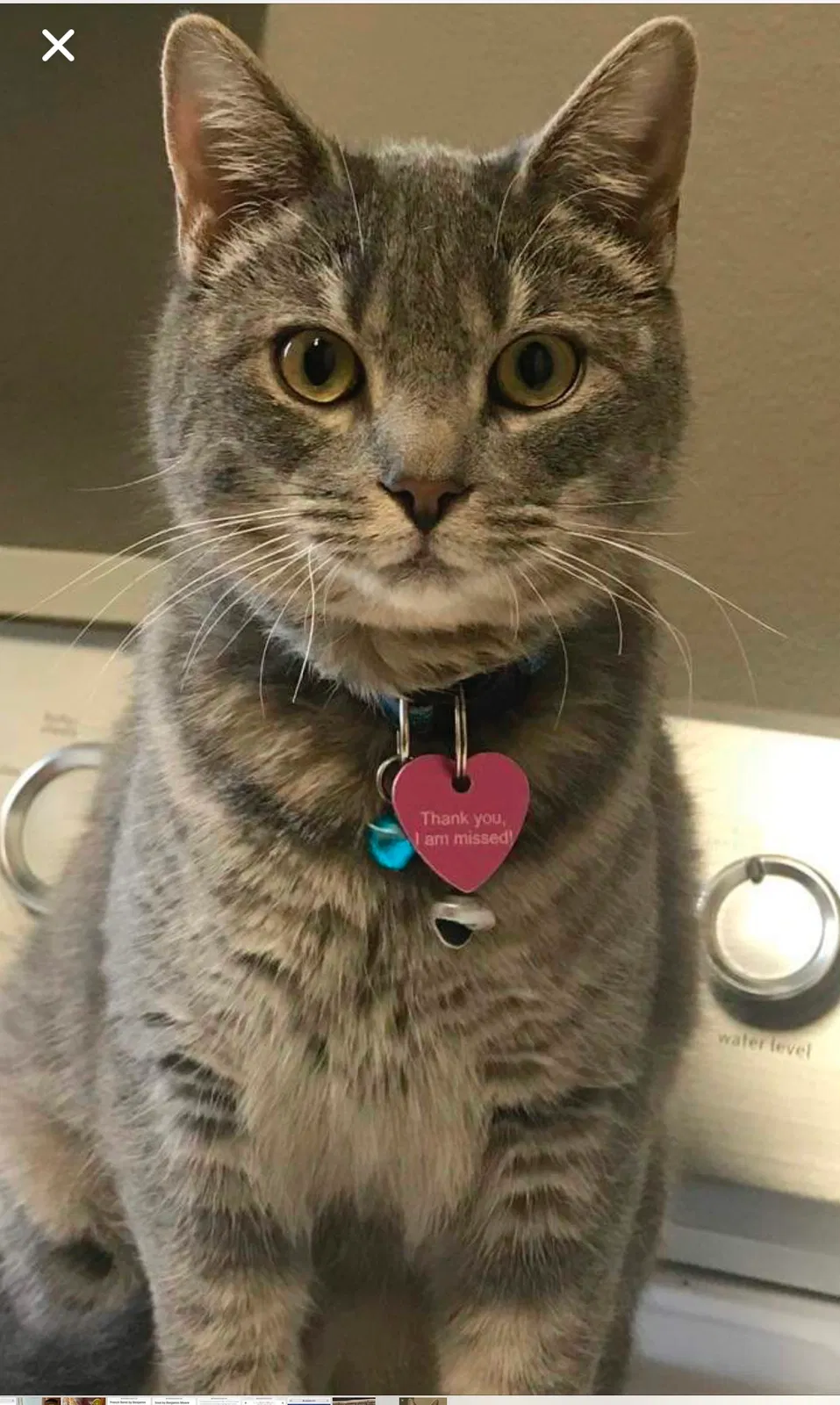 Lost cat in Keller, TX, 76244
