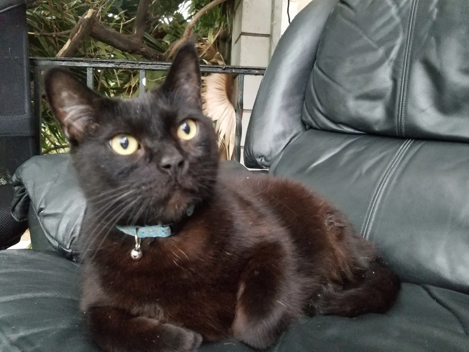 Lost cat in Los Angeles, CA, 90004