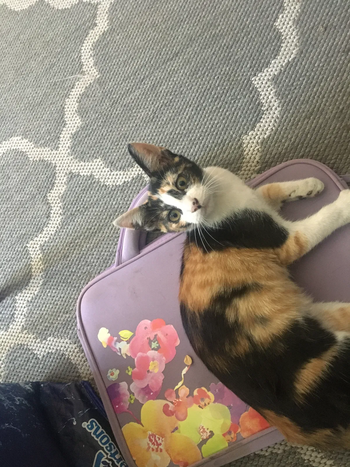 Lost cat in Long Beach, CA, 90805
