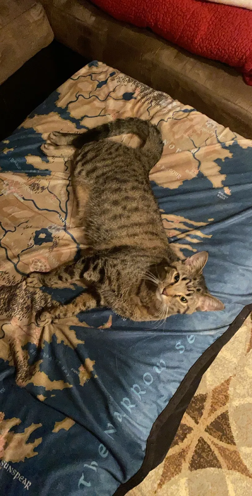 Lost cat in Longwood, FL, 32750