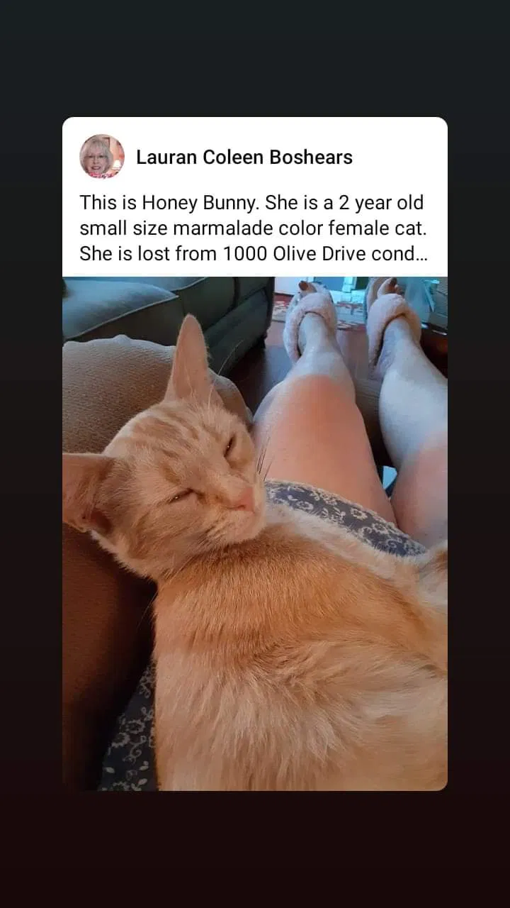Lost cat in Bakersfield, CA, 93308