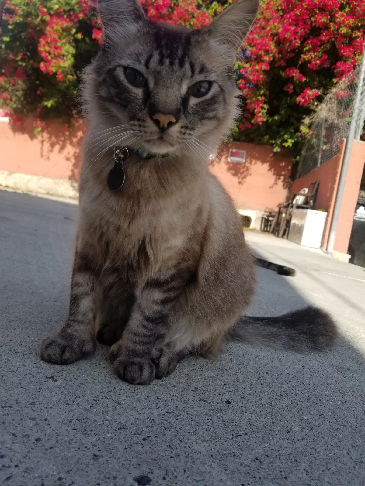 Lost cat in Los Angeles, CA, 90004