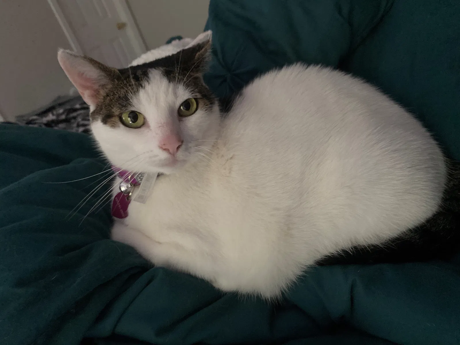 Lost cat in Charlotte, NC, 28269