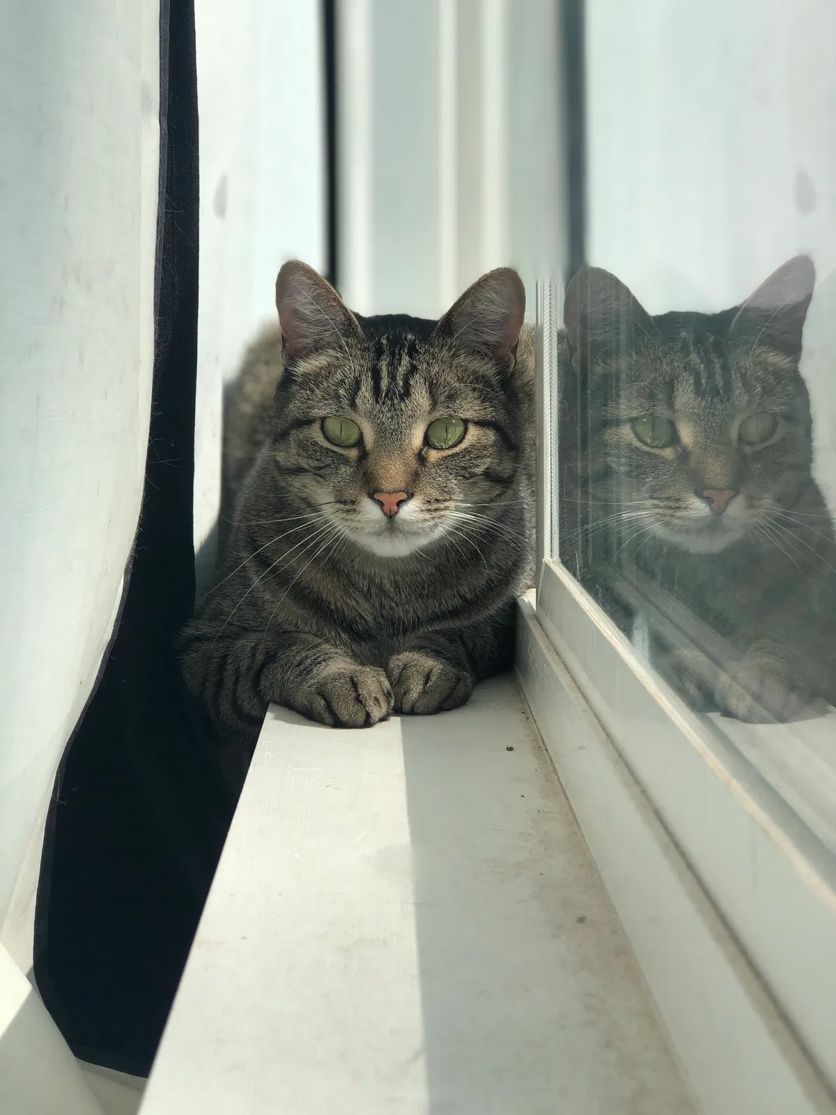 Lost cat in Maryland Heights, MO, 63043