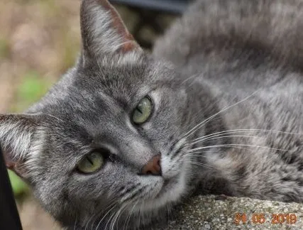 Lost cat in Haltom City, TX, 76117
