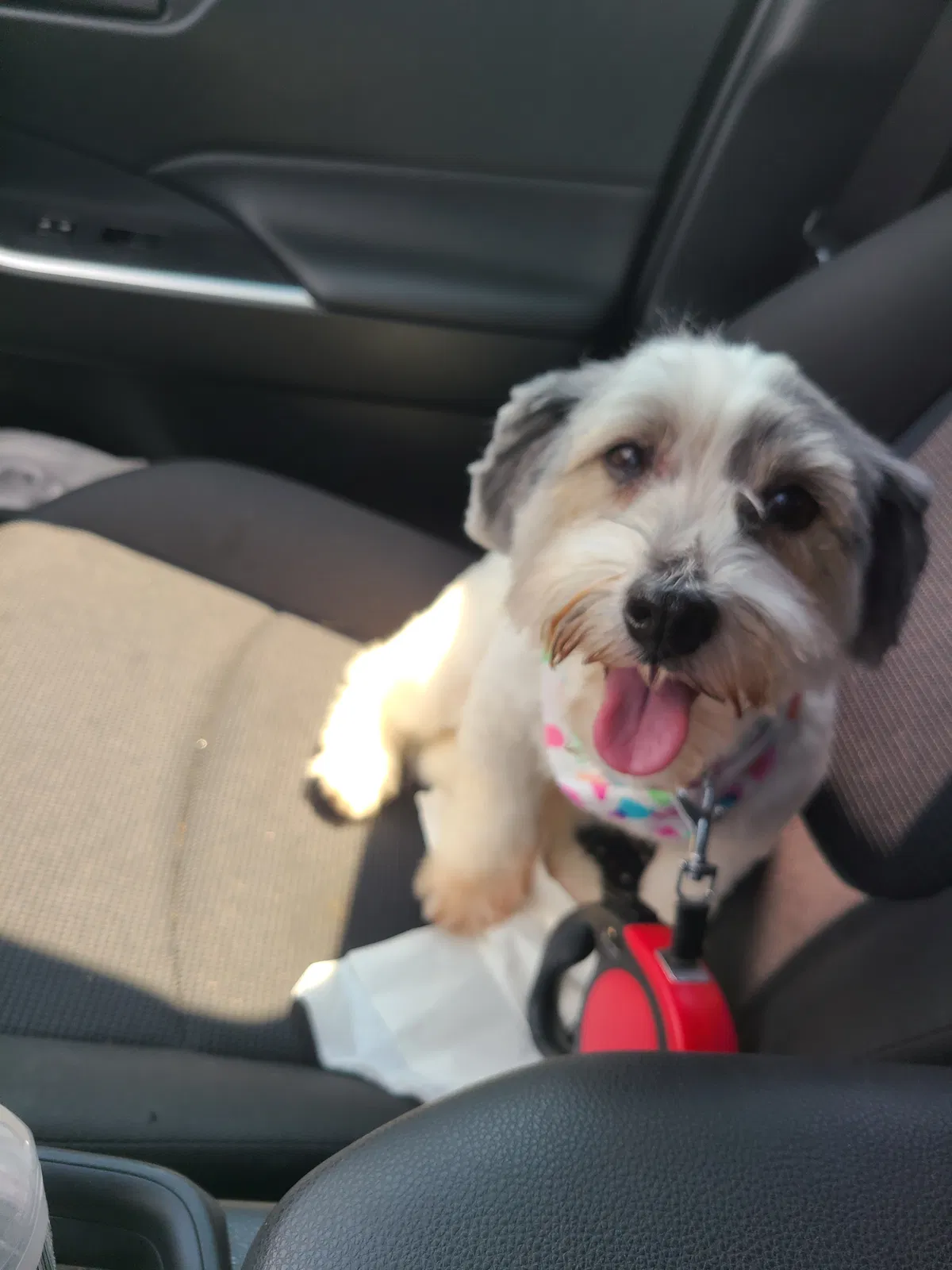 Lost dog in Charlotte, NC, 28277