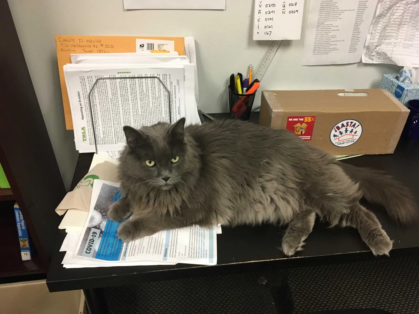 Lost cat in Feasterville Trevose, PA, 19053
