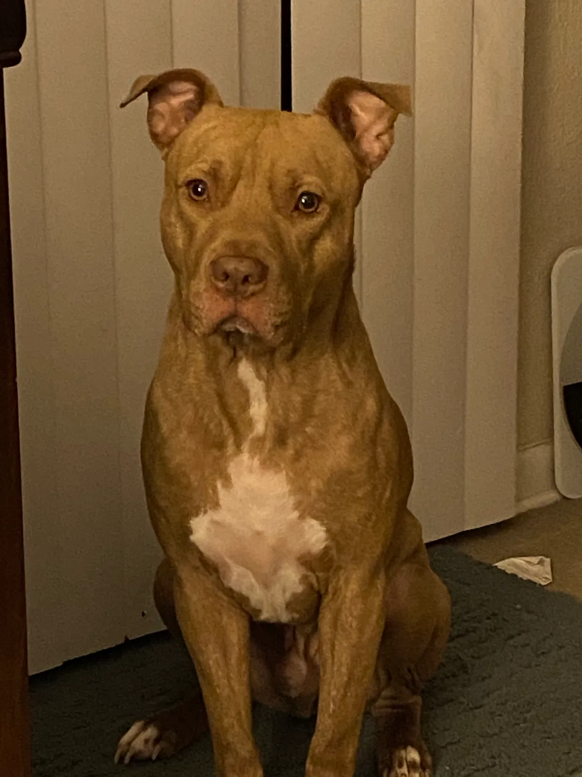 Lost dog in Virginia Beach, VA, 23452
