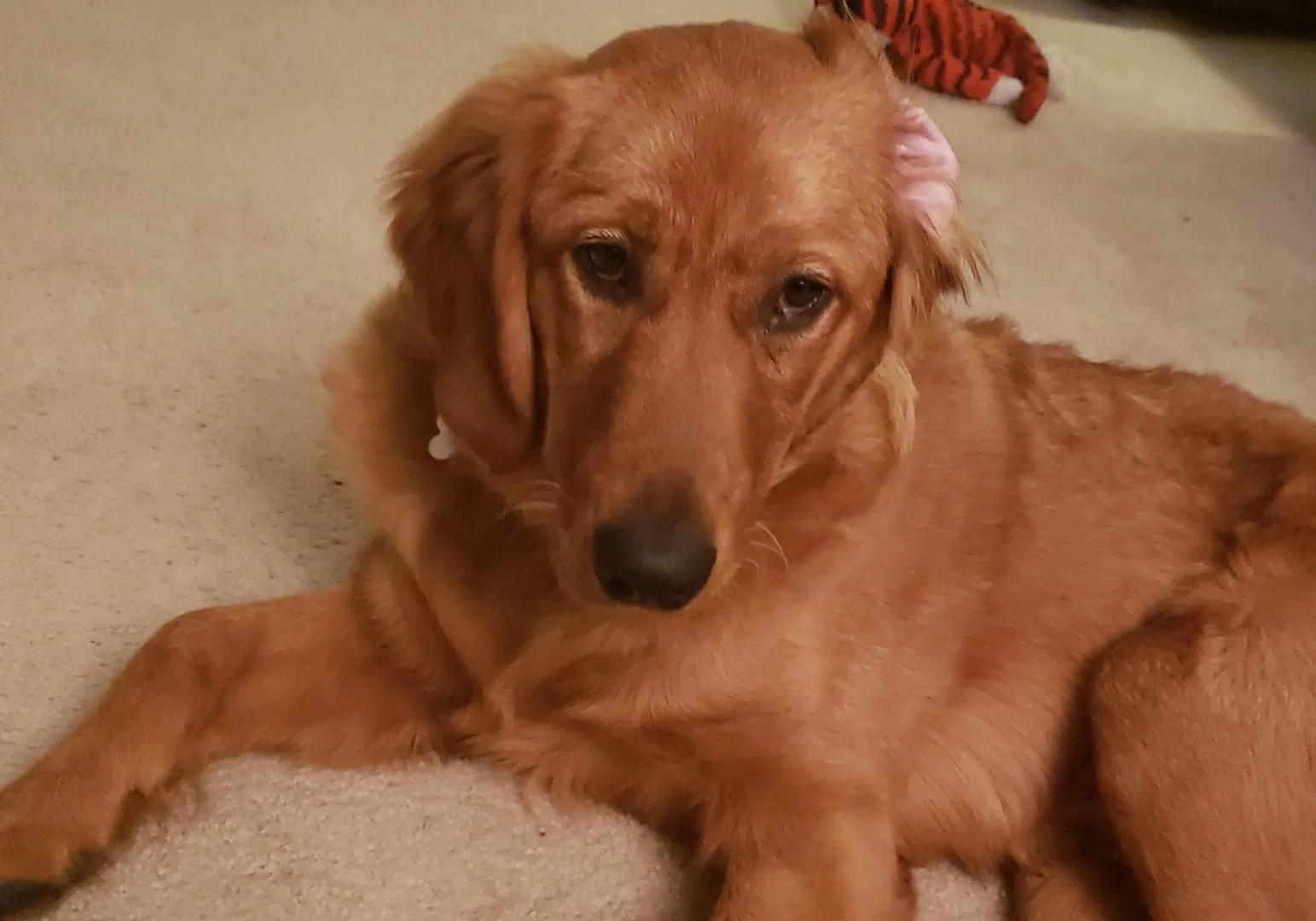Lost dog in Lithonia, GA, 30058
