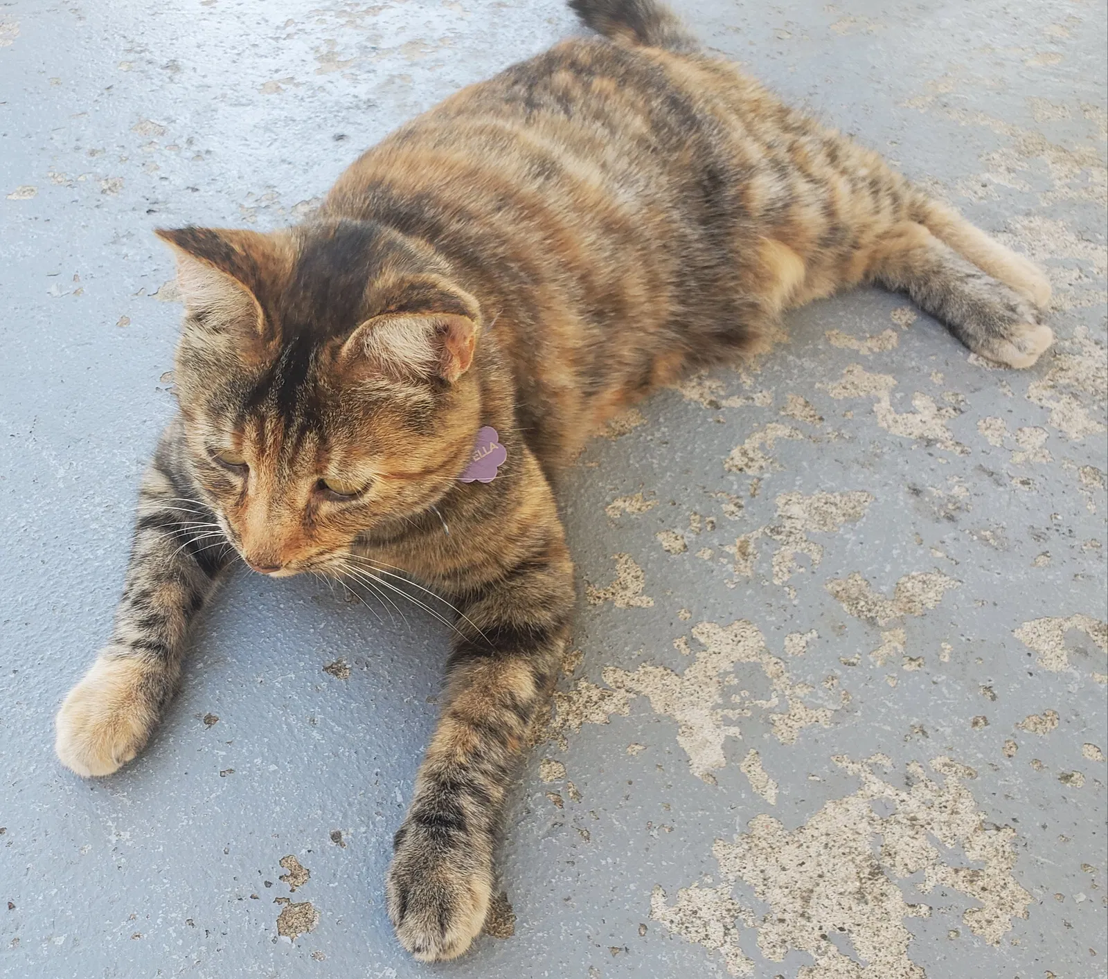 Lost cat in Concord, CA, 94521