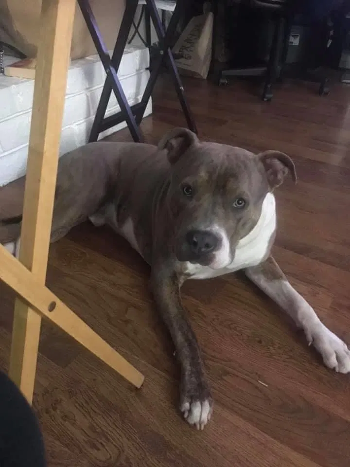 Lost dog in Bakersfield, CA, 93306