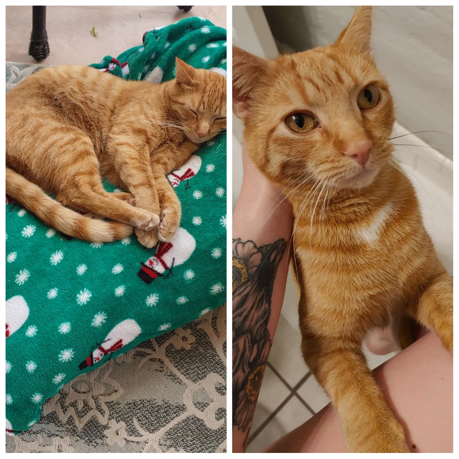 Lost cat in Tucson, AZ, 85745
