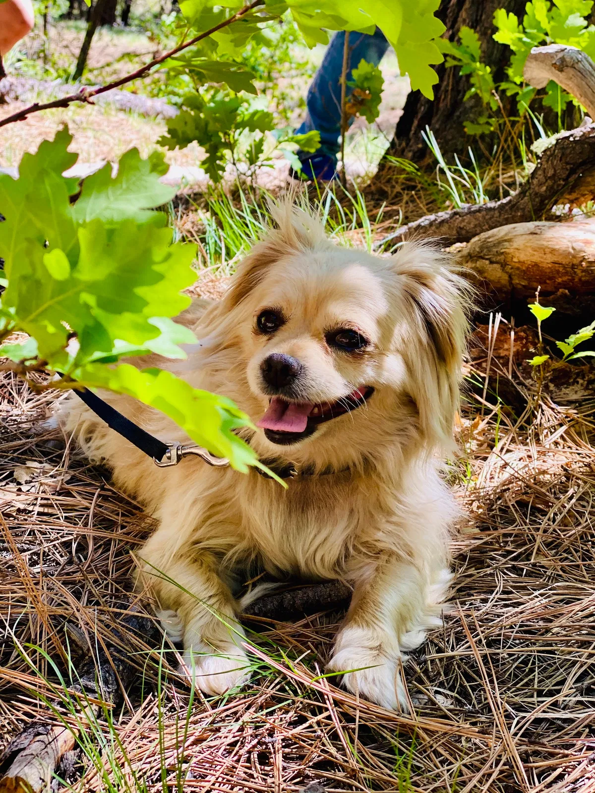 Lost dog in Albuquerque, NM, 87121